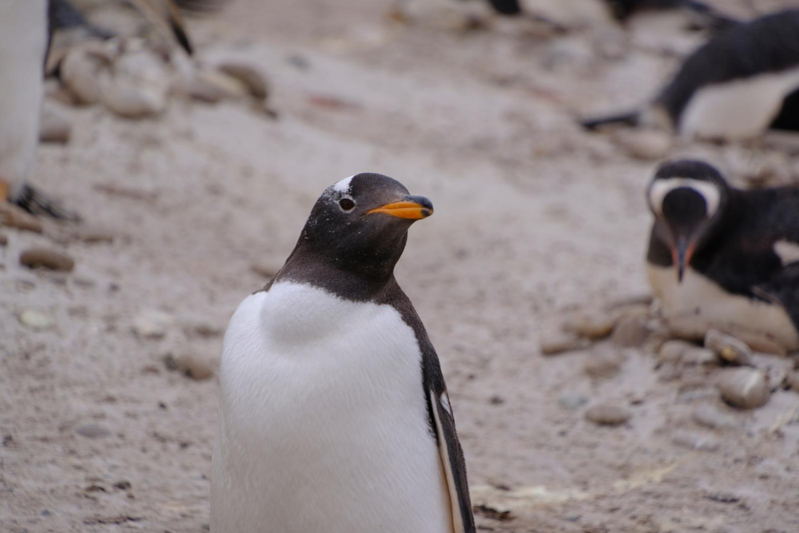 Gentoo