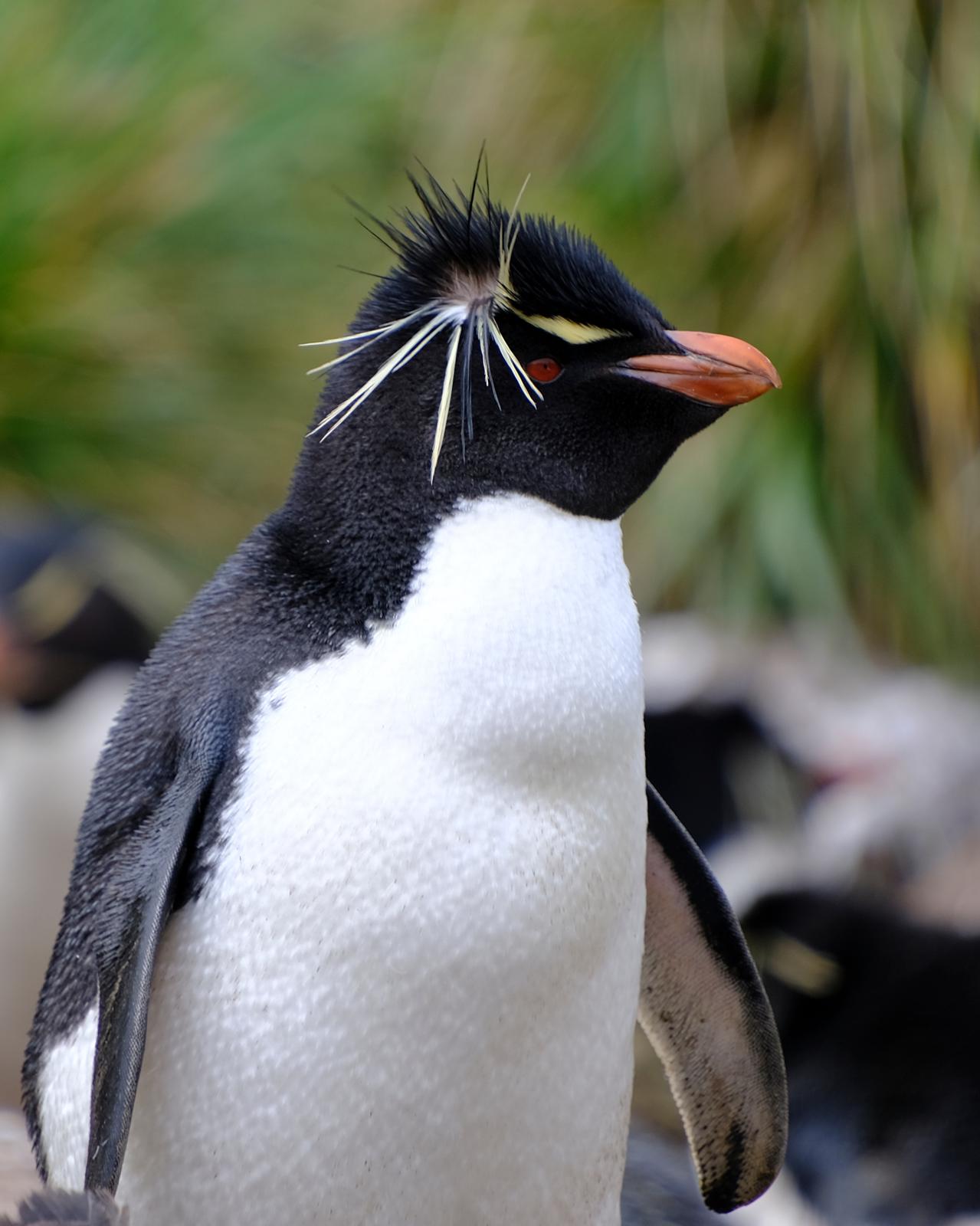 Rock Hopper Penguin