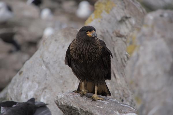 Striated caracara
