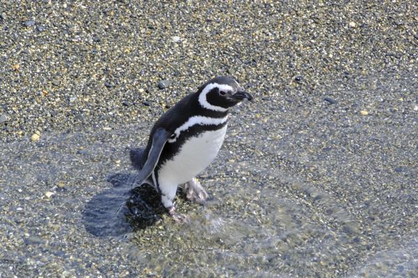 Magellanic penguin