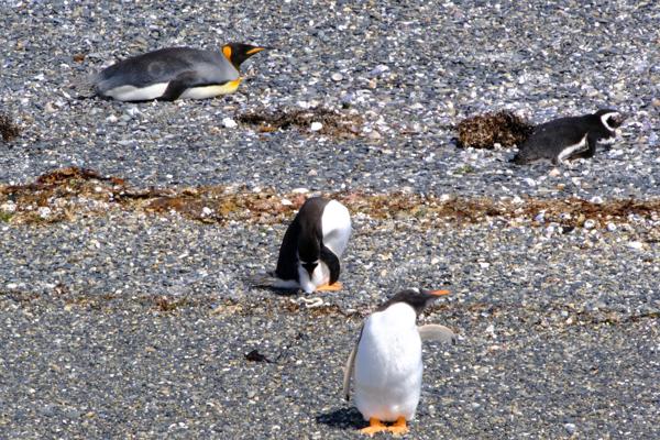 Penguins: King, Magelenic, Gentoo