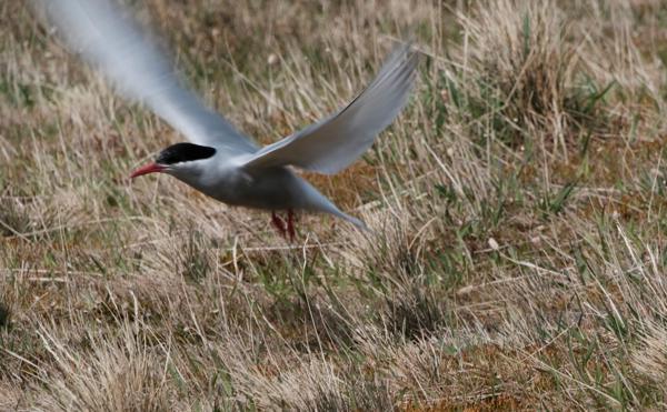 Arctic tern